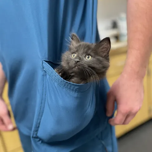 Kitten in Pocket at Ferry Farm Animal Clinic